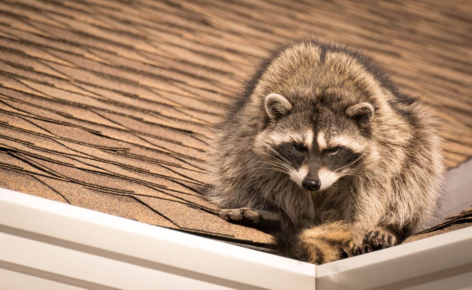 How To Protect Your Roof From Critters