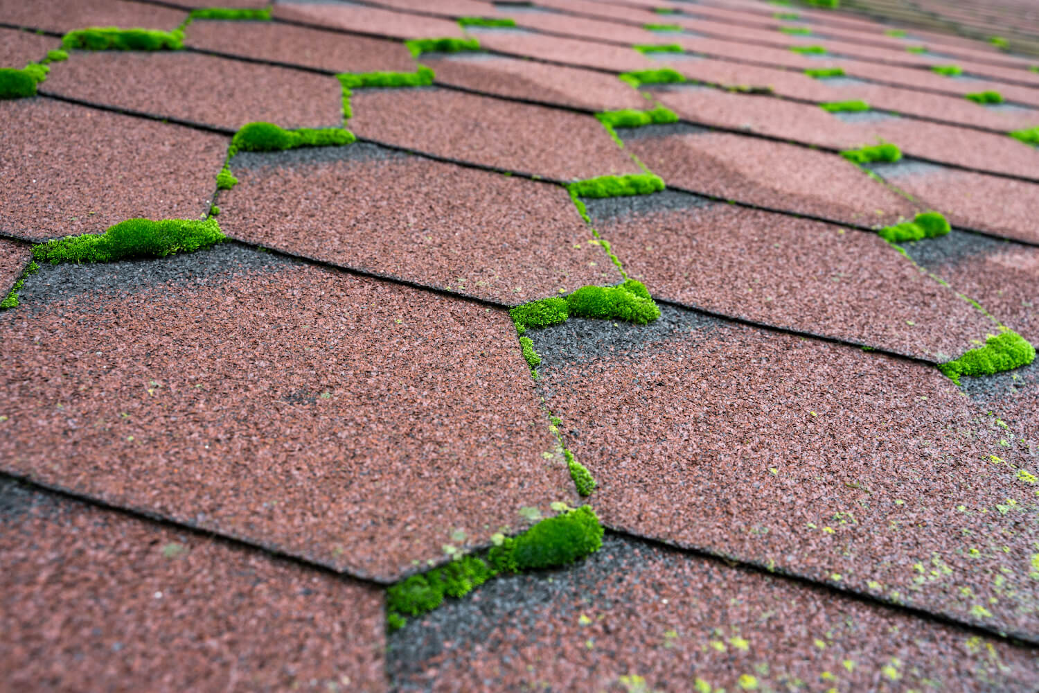 The Roofs Silent Enemy Moss Mold And How To Defeat Them