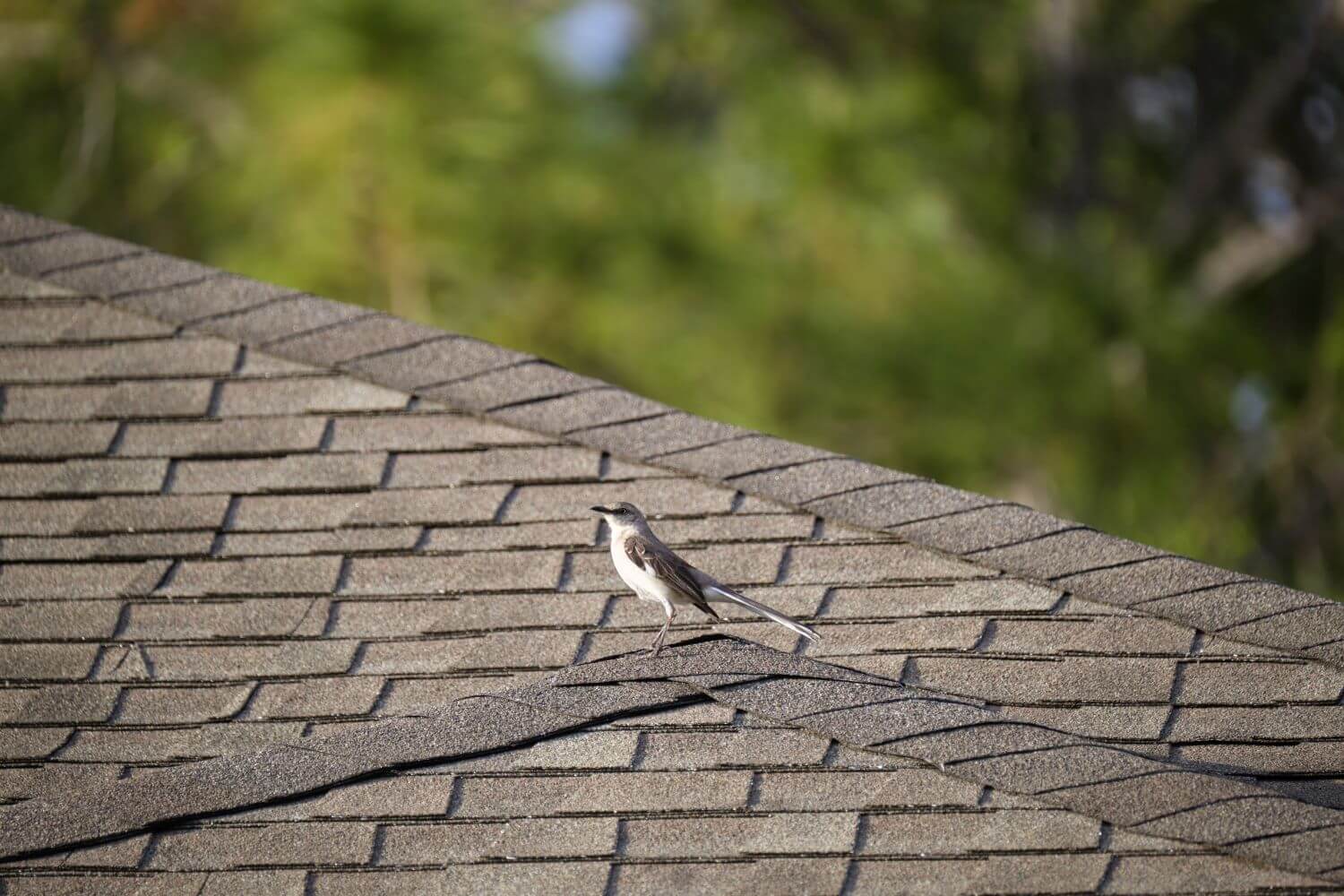 Summer Roof Tune Up